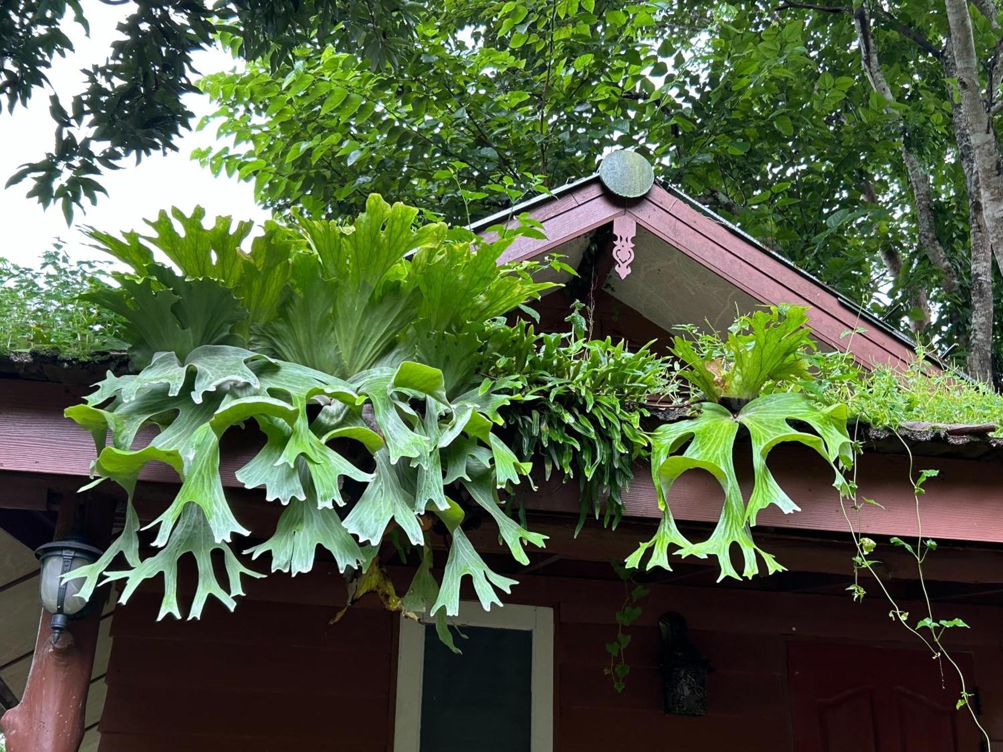 At Home Chiang Dao, Pooch Lovers Ban Tham  Exterior photo